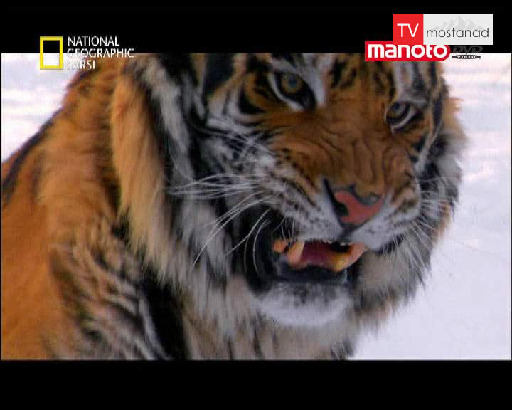 دانلود مستند آسیا سرزمینی پهناور از مجموعه کشنده ترین حیوانات جهان دانلود مستند آسیا سرزمینی پهناور از مجموعه کشنده ترین حیوانات جهان