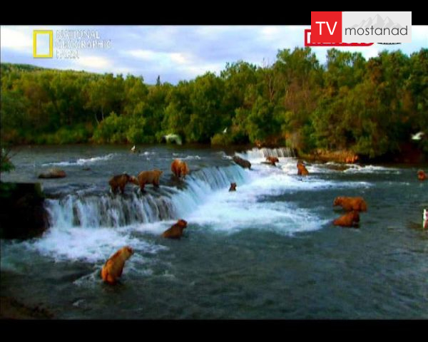 دانلود مستند نبردگاه خرس از مجموعه تصویرگران جسور دانلود مستند نبردگاه خرس از مجموعه تصویرگران جسور