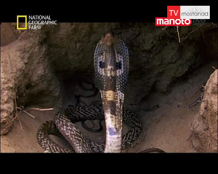 دانلود مستند هند از مجموعه کشنده ترین حیوانات جهان دانلود مستند هند از مجموعه کشنده ترین حیوانات جهان