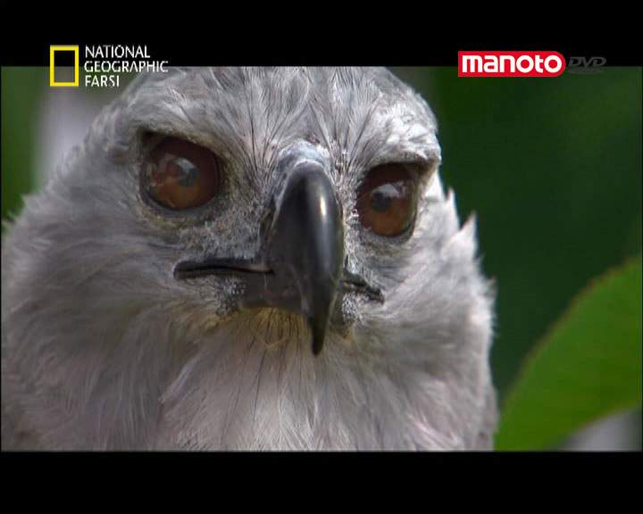 دانلود مستند کاستا ریکا از مجموعه کشنده ترین حیوانات جهان