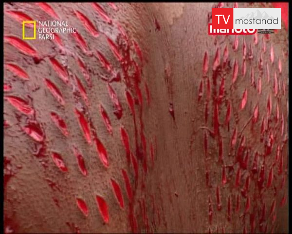 دانلود مستند لحظات باورنکردنی از مجموعه لحظات شگفت انگیز دانلود مستند لحظات باورنکردنی از مجموعه لحظات شگفت انگیز