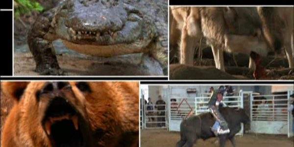 دانلود مستند رویاروی نزدیک از مجموعه ماموریت های خطرناک