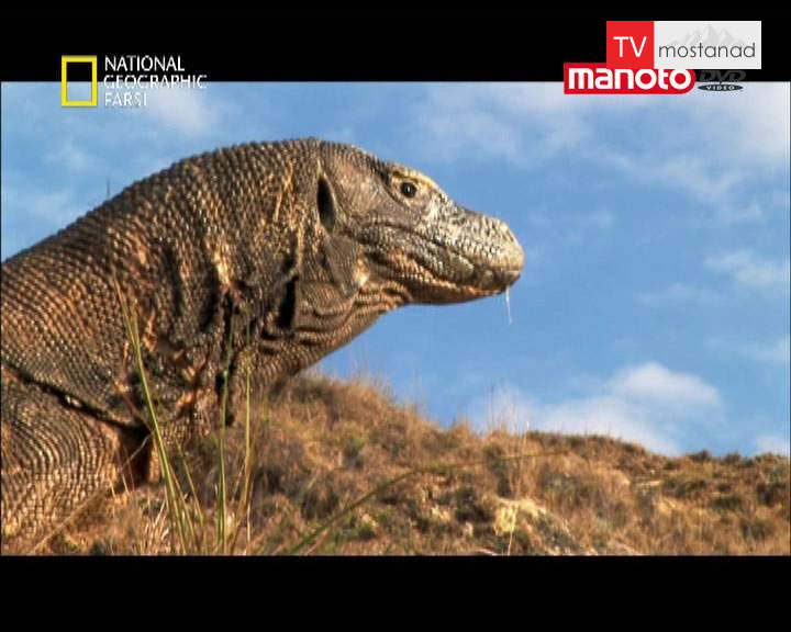 دانلود مستند شکار اژدها از مجموعه ماموریت های خطرناک دانلود مستند شکار اژدها از مجموعه ماموریت های خطرناک
