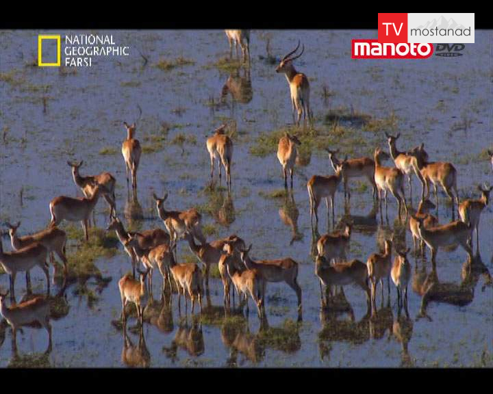 دانلود مستند رقابت برای بقاء از مجموعه مهاجرت های بزرگ دانلود مستند رقابت برای بقاء از مجموعه مهاجرت های بزرگ