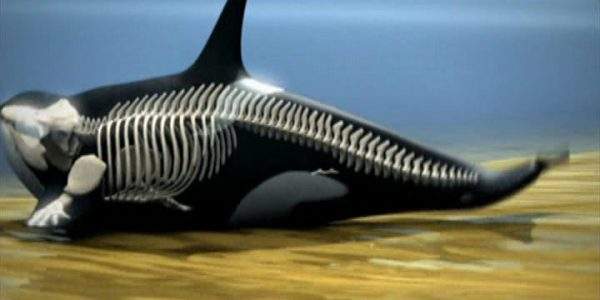 دانلود مستند نهنگ قاتل (اورکا) از مجموعه شکارچیان