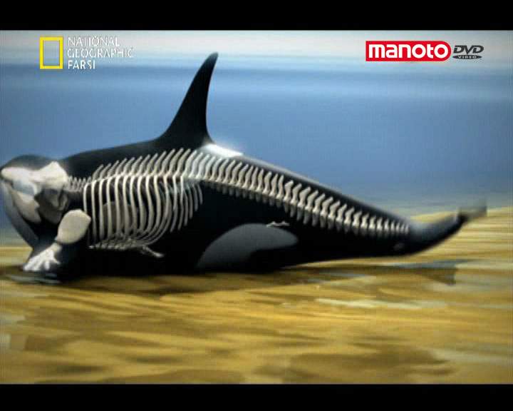 دانلود مستند نهنگ قاتل (اورکا) از مجموعه شکارچیان