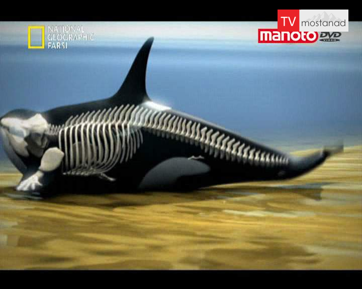 دانلود مستند نهنگ قاتل (اورکا) از مجموعه شکارچیان دانلود مستند نهنگ قاتل (اورکا) از مجموعه شکارچیان