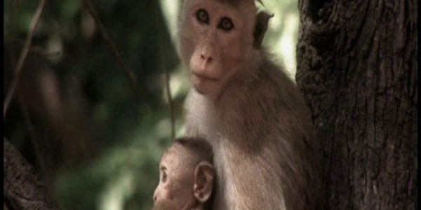 دانلود مستند امپراطوری میمون ها - 9 از مجموعه امپراطوری میمون ها