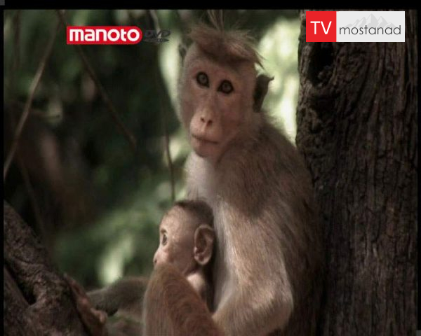 دانلود مستند امپراطوری میمون ها – 9 از مجموعه امپراطوری میمون ها دانلود مستند امپراطوری میمون ها - 9 از مجموعه امپراطوری میمون ها