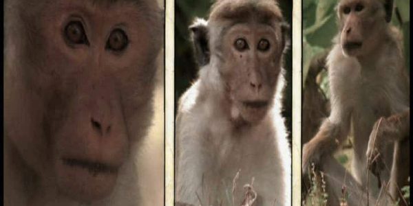 دانلود مستند امپراطوری میمون ها - 10 از مجموعه امپراطوری میمون ها