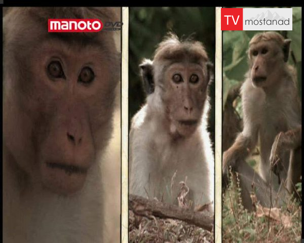 دانلود مستند امپراطوری میمون ها – 10 از مجموعه امپراطوری میمون ها دانلود مستند امپراطوری میمون ها - 10 از مجموعه امپراطوری میمون ها