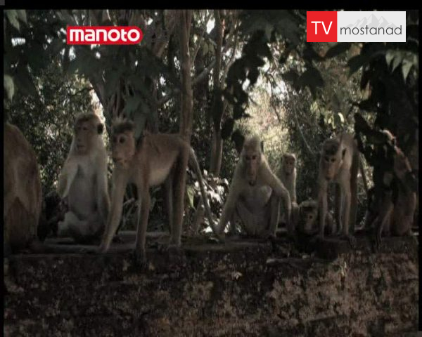 دانلود مستند امپراطوری میمون ها – 11 از مجموعه امپراطوری میمون ها دانلود مستند امپراطوری میمون ها - 11 از مجموعه امپراطوری میمون ها