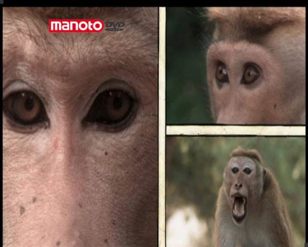 دانلود مستند امپراطوری میمون ها - 12 از مجموعه امپراطوری میمون ها