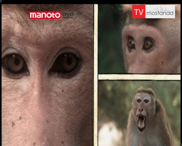 دانلود مستند امپراطوری میمون ها – 12 از مجموعه امپراطوری میمون ها دانلود مستند امپراطوری میمون ها - 12 از مجموعه امپراطوری میمون ها