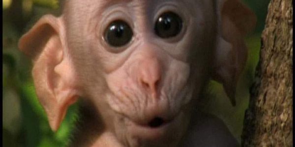 دانلود مستند امپراطوری میمون ها - 13 از مجموعه امپراطوری میمون ها