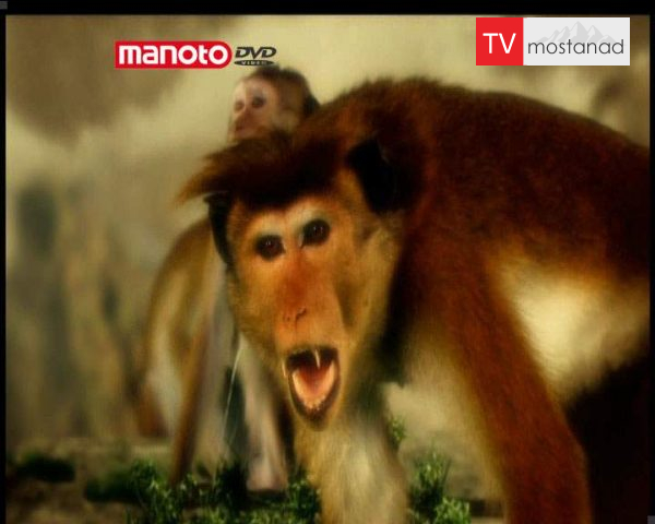 دانلود مستند امپراطوری میمون ها – 14 از مجموعه امپراطوری میمون ها دانلود مستند امپراطوری میمون ها - 14 از مجموعه امپراطوری میمون ها