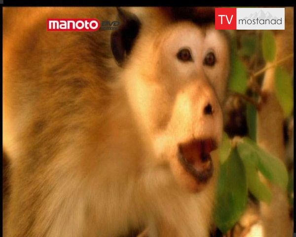 دانلود مستند امپراطوری میمون ها – 2 از مجموعه امپراطوری میمون ها دانلود مستند امپراطوری میمون ها - 2 از مجموعه امپراطوری میمون ها