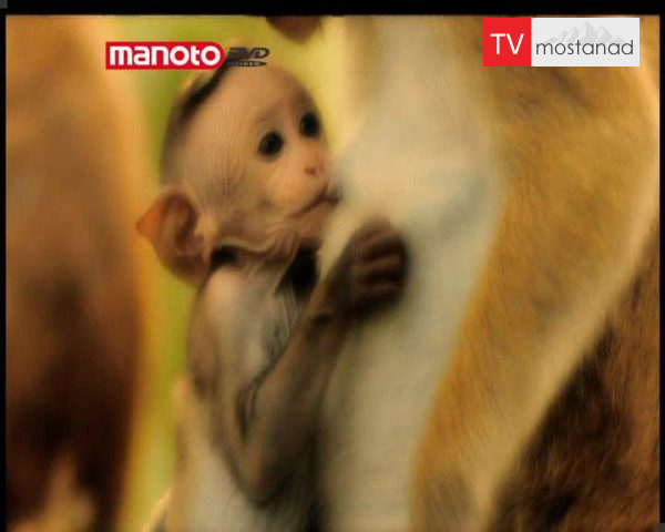 دانلود مستند امپراطوری میمون ها – 4 از مجموعه امپراطوری میمون ها دانلود مستند امپراطوری میمون ها - 4 از مجموعه امپراطوری میمون ها