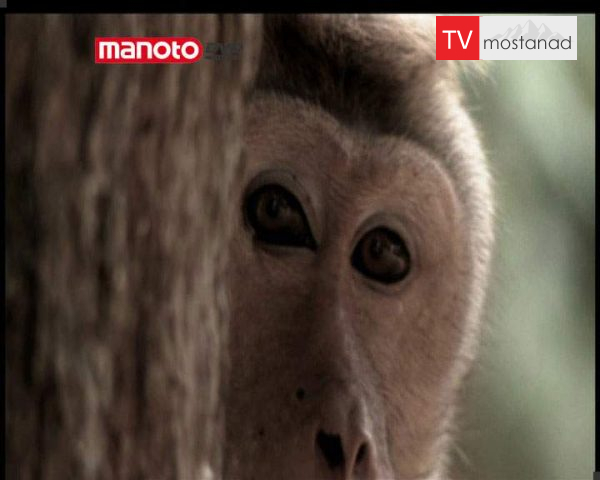 دانلود مستند امپراطوری میمون ها – 7 از مجموعه امپراطوری میمون ها دانلود مستند امپراطوری میمون ها - 7 از مجموعه امپراطوری میمون ها