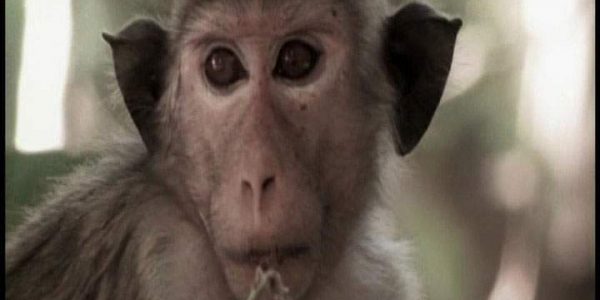 دانلود مستند امپراطوری میمون ها - 8 از مجموعه امپراطوری میمون ها