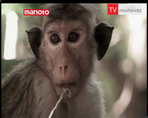 دانلود مستند امپراطوری میمون ها – 8 از مجموعه امپراطوری میمون ها دانلود مستند امپراطوری میمون ها - 8 از مجموعه امپراطوری میمون ها