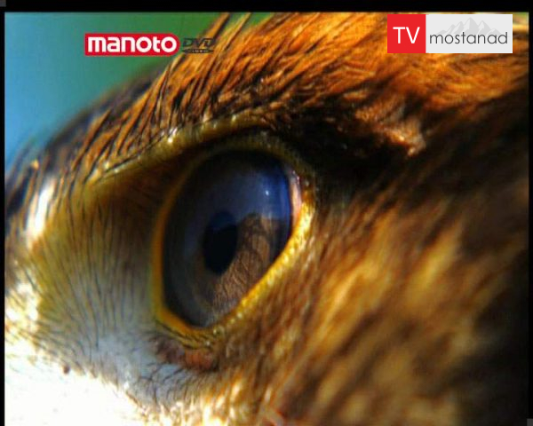 دانلود مستند قسمت اول از مجموعه شکار و بقا دانلود مستند قسمت اول از مجموعه شکار و بقا