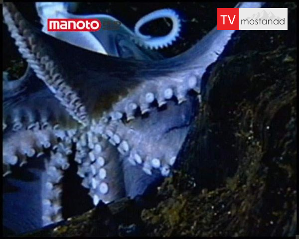 دانلود مستند خطر در اعماق دریاها از مجموعه دانستنی های جهان دانلود مستند خطر در اعماق دریاها از مجموعه دانستنی های جهان