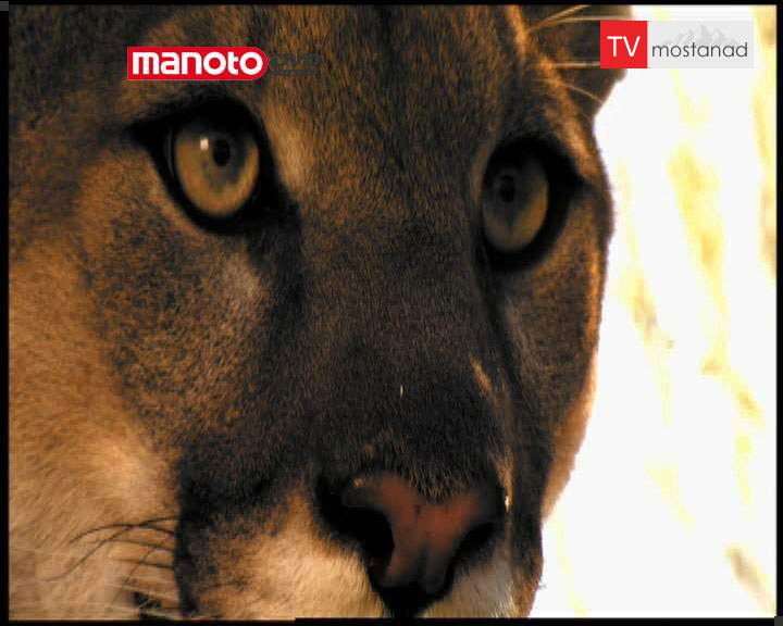 انسان طعمه ی حیوان انسان طعمه ی حیوان