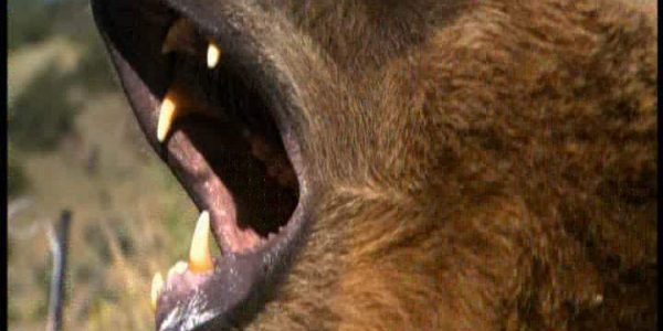 دانلود مستند حمله ی خرس به انسان از مجموعه انسان طعمه ی حیوان