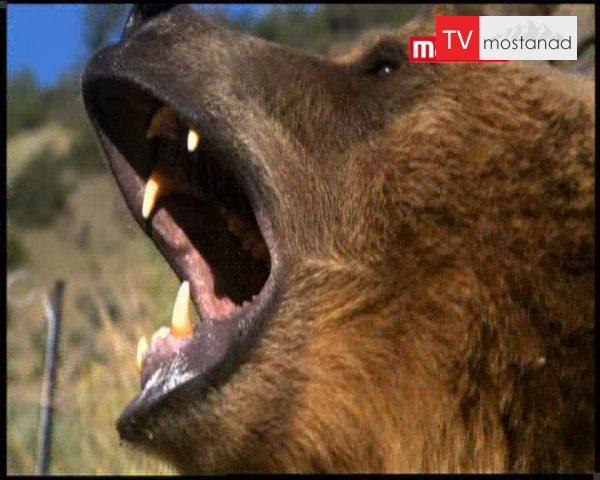 دانلود مستند حمله ی خرس به انسان از مجموعه انسان طعمه ی حیوان دانلود مستند حمله ی خرس به انسان از مجموعه انسان طعمه ی حیوان