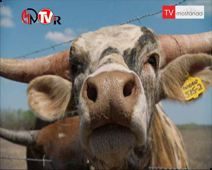 دانلود مستند ظهور گوشتخواران از مجموعه انسان، زمین، جهان دانلود مستند ظهور گوشتخواران از مجموعه انسان، زمین، جهان