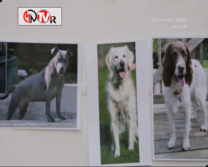 دانلود مستند خلوت سگ‌ها - 3 از مجموعه خلوت سگ‌ها