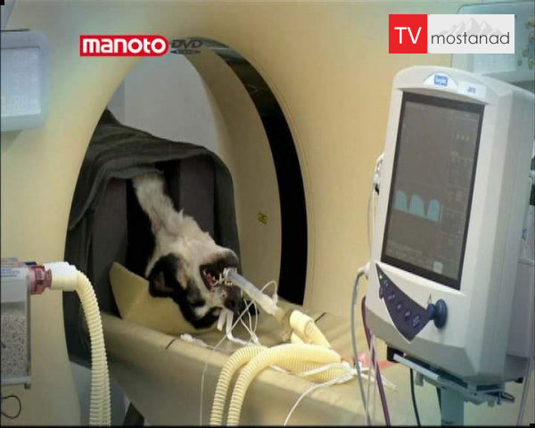 دانلود مستند دندان ببر از مجموعه کلینیک حیوانات دانلود مستند دندان ببر از مجموعه کلینیک حیوانات