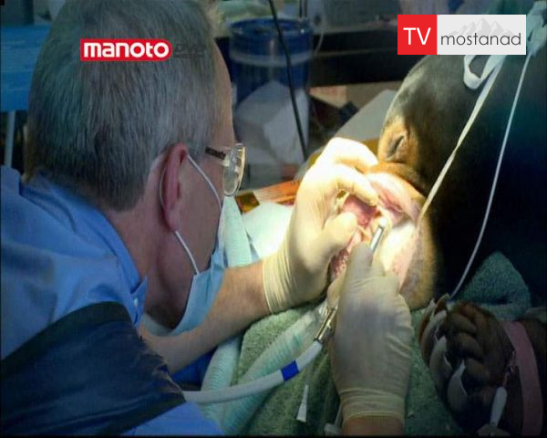 دانلود مستند پنگوئن فلج از مجموعه کلینیک حیوانات دانلود مستند پنگوئن فلج از مجموعه کلینیک حیوانات