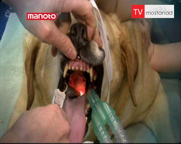 دانلود مستند مراقبت ویژه از کروز از مجموعه کلینیک حیوانات دانلود مستند مراقبت ویژه از کروز از مجموعه کلینیک حیوانات