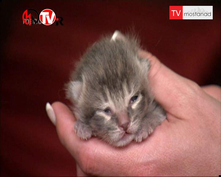 دانلود مستند دوست داشتنیها – 20 از مجموعه دوست داشتنیها دانلود مستند دوست داشتنیها - 20 از مجموعه دوست داشتنیها