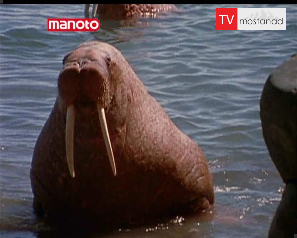 دانلود مستند آلاسکا از مجموعه خوارکی های عجیب و غریب دانلود مستند آلاسکا از مجموعه خوارکی های عجیب و غریب