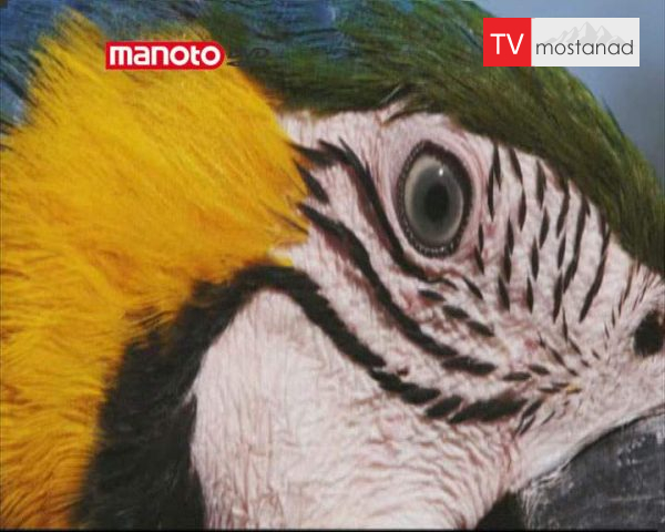 دانلود مستند برزیل از مجموعه در توان طبیعت دانلود مستند برزیل از مجموعه در توان طبیعت