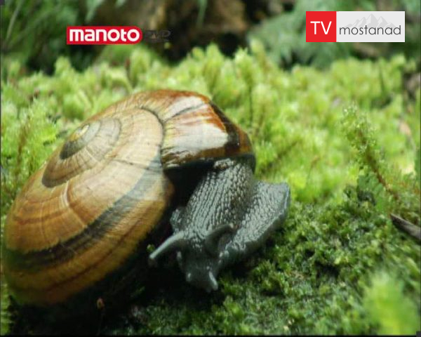 دانلود مستند نیوزلند از مجموعه در توان طبیعت دانلود مستند نیوزلند از مجموعه در توان طبیعت