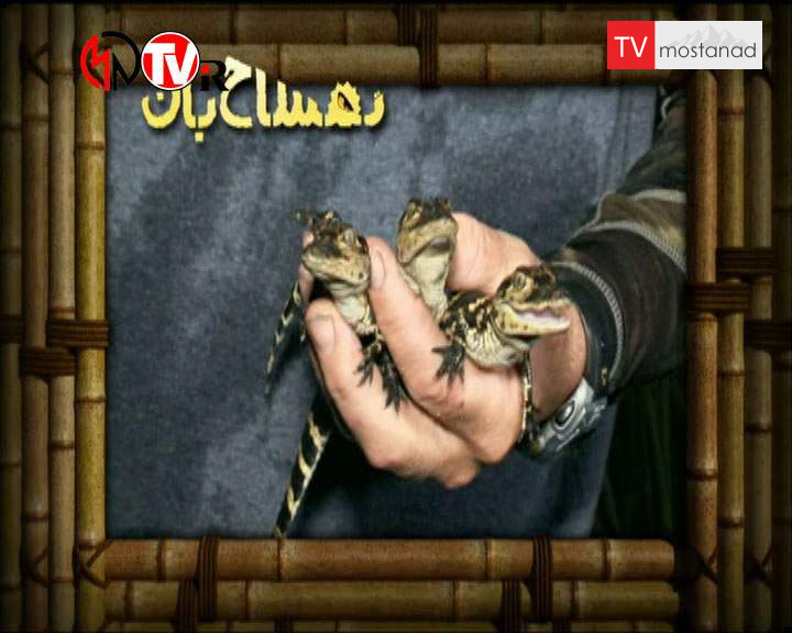 دانلود مستند تمساح بان – 8 از مجموعه تمساح بان دانلود مستند تمساح بان - 8 از مجموعه تمساح بان
