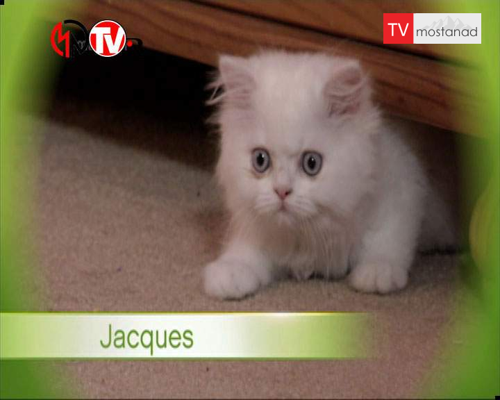 دانلود مستند دوست داشتنیها – 18 از مجموعه دوست داشتنیها دانلود مستند دوست داشتنیها - 18 از مجموعه دوست داشتنیها