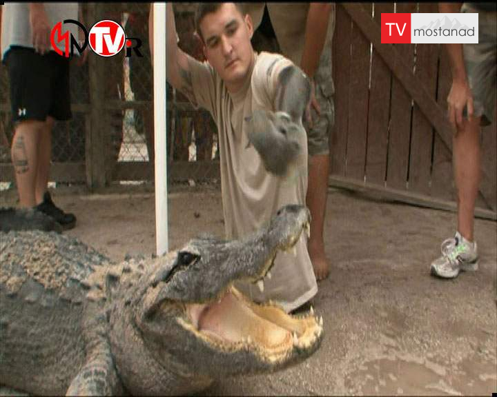 دانلود مستند تمساح بان – 9 از مجموعه تمساح بان دانلود مستند تمساح بان - 9 از مجموعه تمساح بان