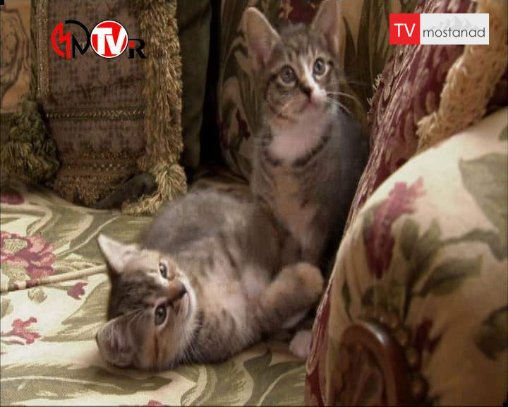 دانلود مستند دوست داشتنیها – 19 از مجموعه دوست داشتنیها دانلود مستند دوست داشتنیها - 19 از مجموعه دوست داشتنیها