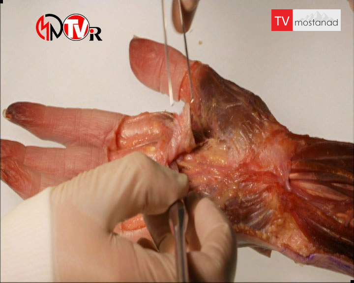 دانلود مستند شگفتی های دست و پا از مجموعه ویژه برنامه دانلود مستند شگفتی های دست و پا از مجموعه ویژه برنامه