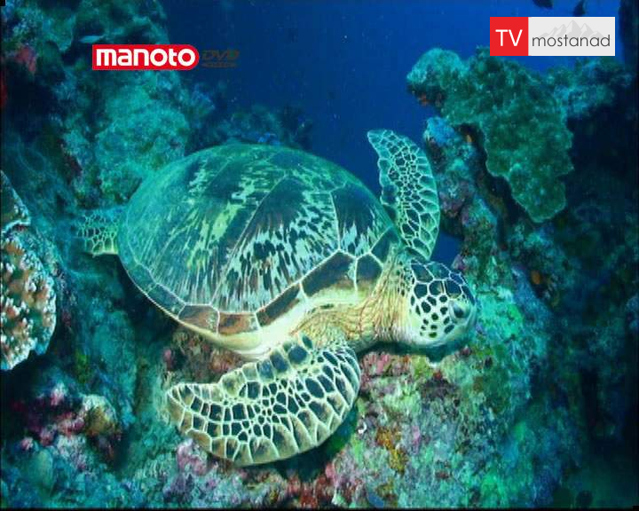 دانلود مستند آسیا از مجموعه آبی بیکران دانلود مستند آسیا از مجموعه آبی بیکران