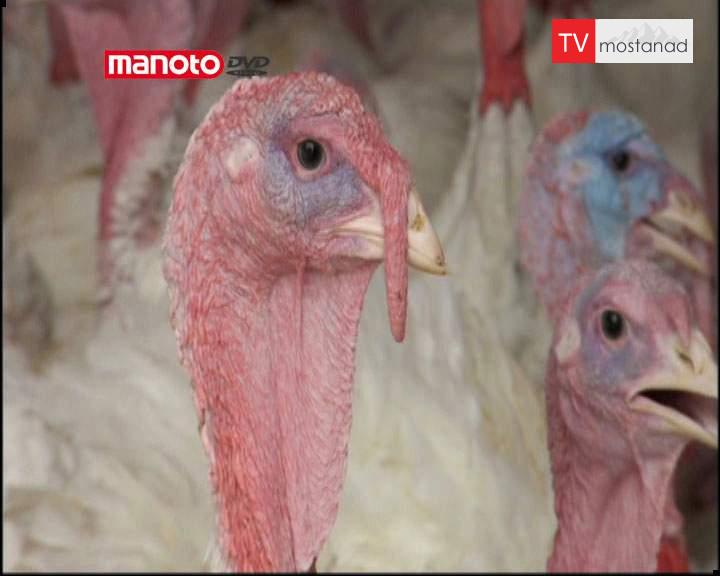 دانلود مستند بوقلمون از مجموعه بیشتر بشناسیم دانلود مستند بوقلمون از مجموعه بیشتر بشناسیم