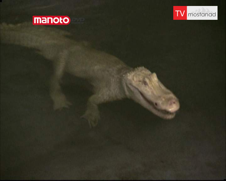 دانلود مستند تمساح در لوله فاضلاب از مجموعه جستجوی هیولا دانلود مستند تمساح در لوله فاضلاب از مجموعه جستجوی هیولا