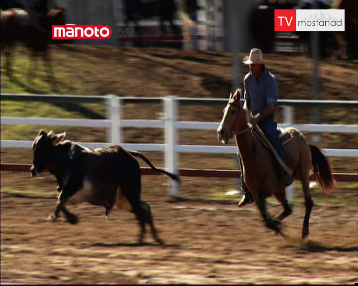 دانلود مستند مسابقه گاوبازی از مجموعه استرالیا دانلود مستند مسابقه گاوبازی از مجموعه استرالیا