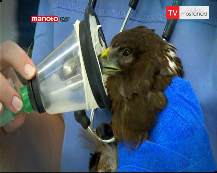 دانلود مستند معاینه راکسی از مجموعه کلینیک حیوانات دانلود مستند معاینه راکسی از مجموعه کلینیک حیوانات