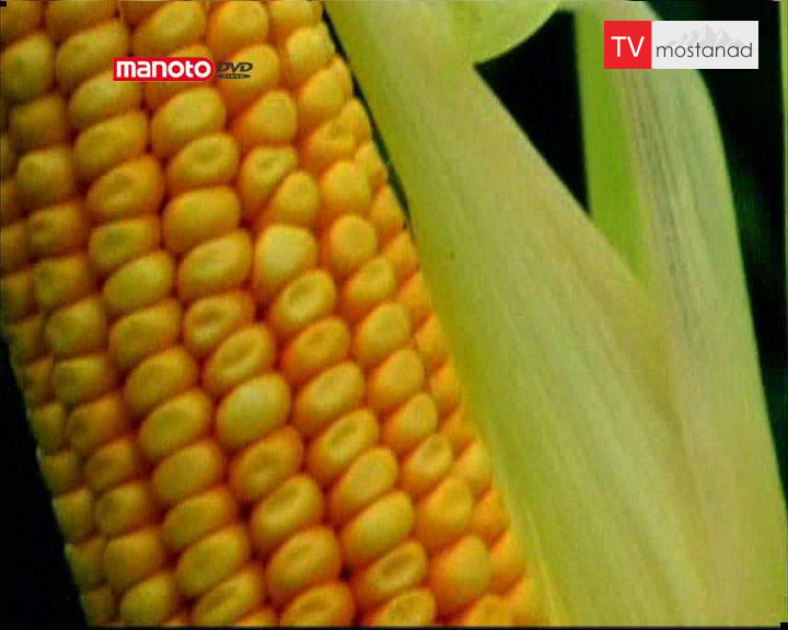 دانلود مستند ذرت از مجموعه بیشتر بشناسیم دانلود مستند ذرت از مجموعه بیشتر بشناسیم